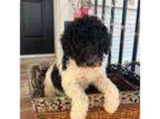 Labradoodle Puppy for sale in Newman, CA, USA