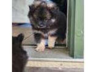 Pomeranian Puppy for sale in Lakeport, CA, USA