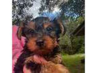 Yorkshire Terrier Puppy for sale in Ludowici, GA, USA