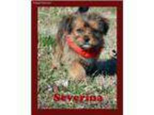 Shorkie Tzu Puppy for sale in Maysville, OK, USA