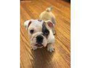 Bulldog Puppy for sale in Arlington, VA, USA