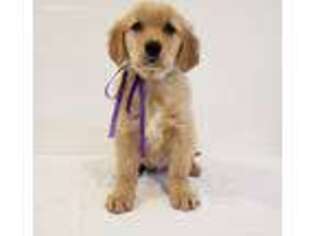 Golden Retriever Puppy for sale in Fresno, CA, USA