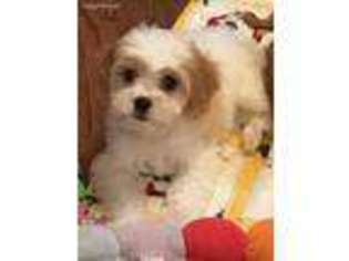 Cavachon Puppy for sale in Milwaukee, WI, USA
