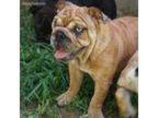 Bulldog Puppy for sale in Gurley, AL, USA