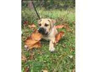Boerboel Puppy for sale in Amherst, NY, USA