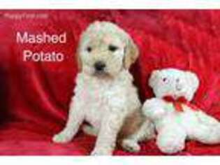 Goldendoodle Puppy for sale in Fruitland, UT, USA