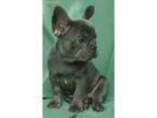 French Bulldog Puppy for sale in Ratcliff, AR, USA