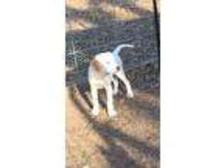 English Setter Puppy for sale in Greenville, TX, USA