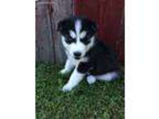 Siberian Husky Puppy for sale in Mohnton, PA, USA