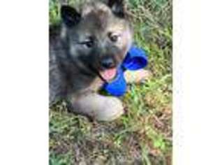 Norwegian Elkhound Puppy for sale in Chilhowee, MO, USA