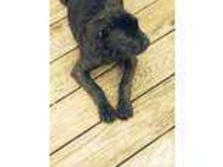 Cane Corso Puppy for sale in CLEMENTON, NJ, USA