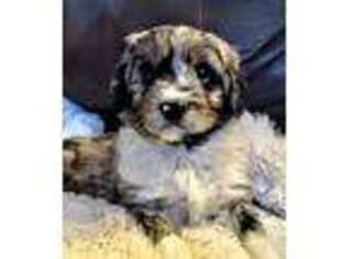 Mutt Puppy for sale in Wilder, ID, USA