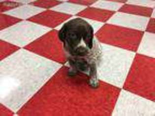 German Shorthaired Pointer Puppy for sale in Paulding, OH, USA