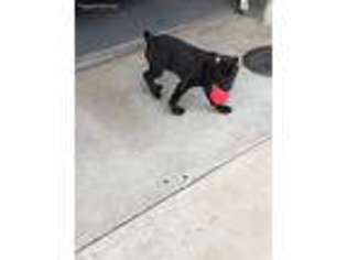 Cane Corso Puppy for sale in Dallas, TX, USA
