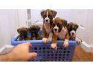 Boxer Puppy for sale in Pittsburg, CA, USA