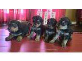 Airedale Terrier Puppy for sale in Harrison, AR, USA