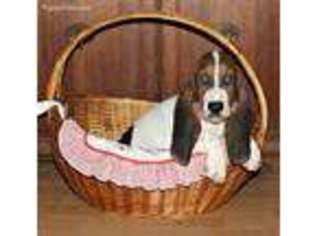 Basset Hound Puppy for sale in Mooresville, MO, USA