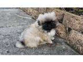 Pekingese Puppy for sale in Franklin, OH, USA