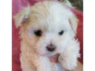 Maltese Puppy for sale in Arcadia, FL, USA