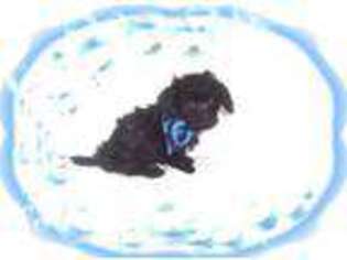 Dachshund Puppy for sale in NASHUA, NH, USA
