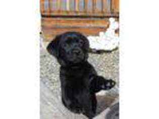 Labrador Retriever Puppy for sale in Anza, CA, USA