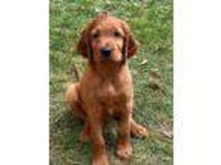 Irish Setter Puppy for sale in Rolling Prairie, IN, USA