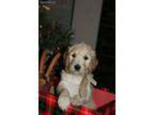Goldendoodle Puppy for sale in Jenkins, KY, USA