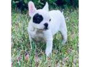 French Bulldog Puppy for sale in Lake Butler, FL, USA