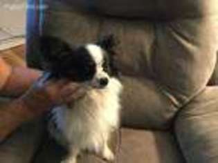 Papillon Puppy for sale in Gaylord, MN, USA