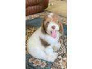 Labradoodle Puppy for sale in South Holland, IL, USA