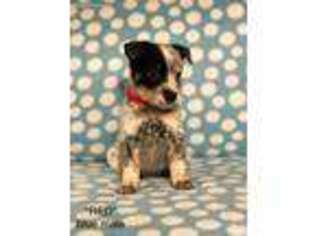 Australian Cattle Dog Puppy for sale in Milan, OH, USA
