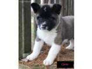 Akita Puppy for sale in Shiloh, OH, USA