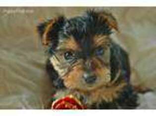 Yorkshire Terrier Puppy for sale in Wylliesburg, VA, USA