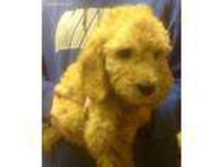 Labradoodle Puppy for sale in Sacramento, CA, USA