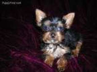 Yorkshire Terrier Puppy for sale in Daleville, AL, USA