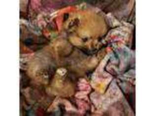 Pomeranian Puppy for sale in Anamoose, ND, USA