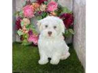 Havanese Puppy for sale in Kingsburg, CA, USA