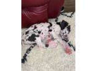 Great Dane Puppy for sale in Hanover, IN, USA