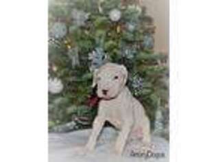Dogo Argentino Puppy for sale in Ceres, CA, USA
