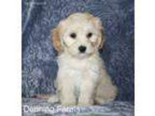 Cavachon Puppy for sale in Houghton, IA, USA