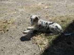 Border Collie Puppy for sale in Glencoe, MN, USA