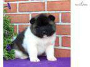 Akita Puppy for sale in Harrisburg, PA, USA