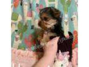 Yorkshire Terrier Puppy for sale in Alexis, NC, USA
