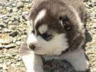 Siberian Husky Puppy for sale in East Hardwick, VT, USA