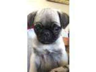 Pug Puppy for sale in Onamia, MN, USA