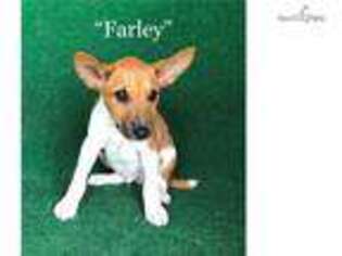 Basenji Puppy for sale in Brunswick, GA, USA