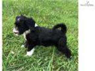 Mutt Puppy for sale in Morgantown, WV, USA