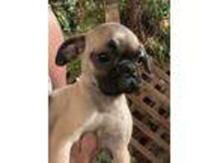 Pug Puppy for sale in Fremont, CA, USA