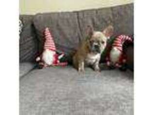French Bulldog Puppy for sale in Wethersfield, CT, USA