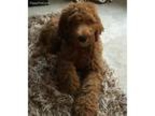 Goldendoodle Puppy for sale in Crawfordsville, IN, USA